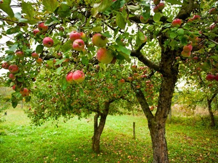 خواص کامل سیب | فواید سیب ، خواص دارویی و درمانی سیب 5 Apple properties amazing ir 3