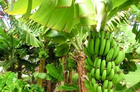 Banana properties amazing ir 3