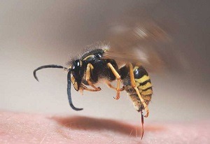 درمان زنبور گزیدگی چطور انجام می شود؟