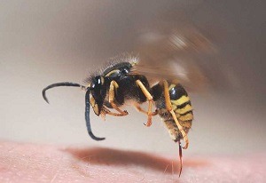 درمان زنبور گزیدگی چطور انجام می شود؟ 3 bee bite