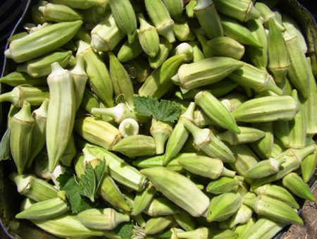 نکته هایی برای مصرف بامیه،درمان بیماری با بامیه خواص درمانی بامیه, نکاتی قبل از مصرف بامیه