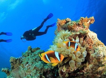 بهترین مکانهای غواصی در ترکیه 11 diving5 turkey 4