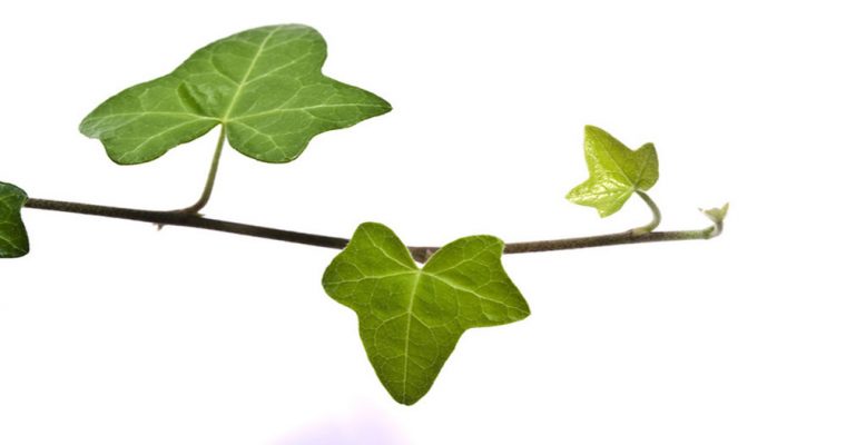 درمان آسم با گیاهان دارویی و طب سنتی 2 درمان آسم با گیاهان دارویی و طب سنتی